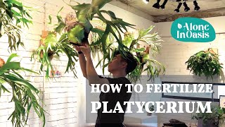 How to Fertilize Platycerium Staghorn Fern  Indepth caring guide for growing Platycerium Indoor [upl. by Candace445]