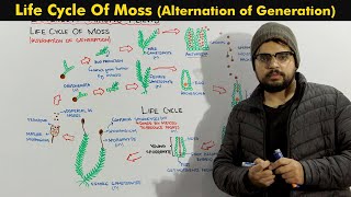 Life Cycle Of Moss Bryophytes Alternation of Generation [upl. by Ami]