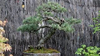 Histoire darbre  un Pin Sylvestre  History of the tree a pine sylvestris [upl. by Nahsyar]