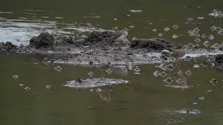 Bathing Pacific Golden Plover [upl. by Neeruam]