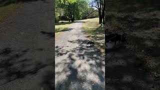 Happy Dog on Trail [upl. by Peppie]