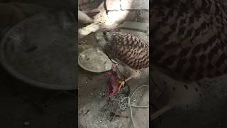 sensitive kestrel falcon eating pigeon birdofpreyperegrine falconery birds peregrine [upl. by Tivad647]