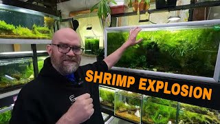 How to Breed Neocaridina Shrimp [upl. by Hutt407]