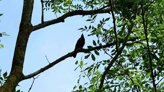 Vogelkonzert Vogelgezwitscher und Vogelgesang der Vögel an einem frühen Morgen im Mai 2018 [upl. by Sibby]