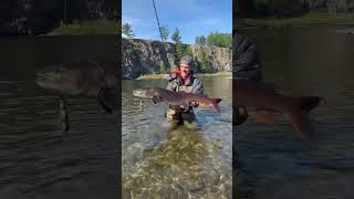 Obrovsky tajmen z Monogolska jakubvagner fishing rybaření mongolia taimen [upl. by Nnyleuqaj]