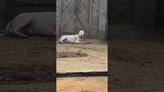 Angry dogo argentino 😱👺 dog dogspecies doglover canecorso animal viral pitbull dogoargentino [upl. by Tavy]