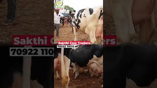 COW MARKET cow vivasayaarvalargal dairyfarming shorts [upl. by Ahtikal]