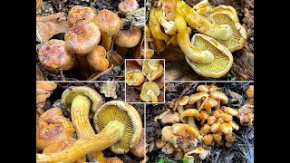 Pilzportrait  Safranroter Schüppling  Safranschüppling  Pholiota astragalina [upl. by Doughman]