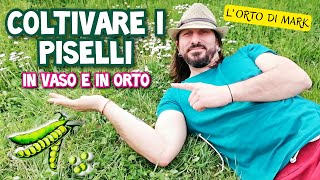 Coltivare i piselli  dalla semina al trapianto in vaso e in orto [upl. by Yramliw]