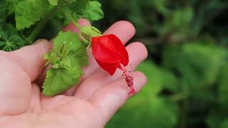 Garden Bites  Turks Cap Flowers amp Fruit 10317 [upl. by Alake]