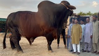 Lal Brothers Bulls of Cattle Paradise Cattle Farm ll Qurbani Bulls Collection 2024 bulls mandi [upl. by Acissej361]