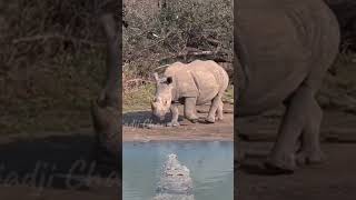 Crocodile vs Rhinoceros rhino crocodile [upl. by Loveridge]