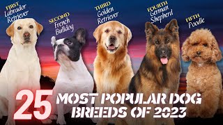 The 25 Most Popular Dog Breeds of 2023 [upl. by Adam]