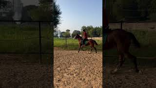 Riding Marwari mare in sunrise 🌄 🐴🐴🐴🤺l powerful l horse horsebackride horseriding horseback [upl. by Croix]