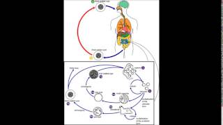 Blastocystis hominis update [upl. by Ogram548]