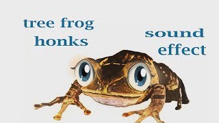 How A Tree Frog Honks  Sound Effect  Animation [upl. by Nitin]