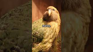 Meet the Kakapo Natures Unique Survivor kakapo shorts youtubeshorts learning knowledgebirds [upl. by Ahsiemaj422]