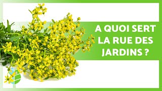 AVANTAGES de la RUE DES JARDINS 🌿✅ Propriétés à quoi ça sert et comment en consommer [upl. by Leigha]