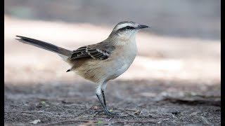 Calandria Grande cantando 2 [upl. by Phares]