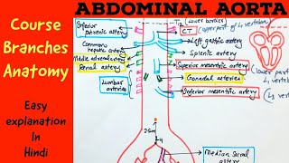 ABDOMINAL AORTA  Gross anatomy Branches Course  Hindi [upl. by Salokkin]