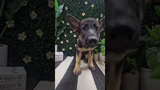 🐾 Have You Seen My Ears🐶✨germanshepherd germanshepherdpuppy shorts visitustoday [upl. by Monia]