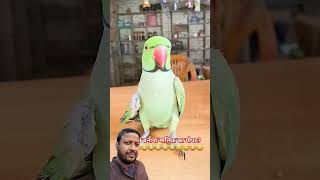 To ne banaya sonu ko bebkoof funny comedy talkingparrot greenscreen mithu tota parrot video [upl. by Zelten]