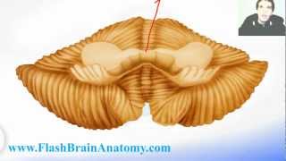 Neuroanatomy Cerebellum Tutorial [upl. by Jonathon]