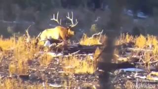 Robert Cowans late Nevada bull hunt [upl. by Annaoy]