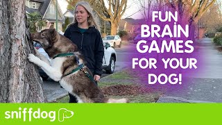 Three Fun Brain Games for Dogs [upl. by Otreblon535]