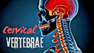 Cervical Vertebrae Explained Structure and Adaptations I Atlas amp Axis [upl. by Pallas]