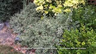 Euonymus fortunei Emerald Gaeity  Variegated Winter Creeper [upl. by Eiramrefinnej589]