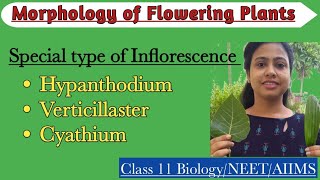 Special Type of InflorescenceHypanthidium Verticillaster CyathiumMorphology of Flowering Plants [upl. by Nivled]