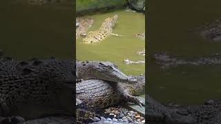 Creepy Crocs in Borneo These are things of nightmares sarawak borneo crocodile [upl. by Stacie]