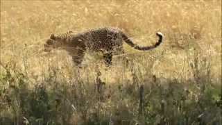 Leopard and Hyena in the Serengeti [upl. by Lette185]