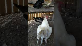 Rooster annoying Muscovy Duck mating under cage [upl. by Oynotna]