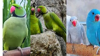 Blue parrot voice  Indian ringneck talking parrot have blue eyes [upl. by Lewis]