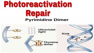 Photoreactivation repair  uv induce repair  repair by photolyase  direct dna repair [upl. by Northrup477]