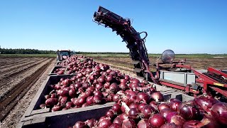 World Modern Agriculture Technology  Broccoli Cabbage carrot onion Harvesting machine 2021 [upl. by Lana430]