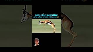 cheetah automobile cheetay animals respect viralvideo funny wildlife [upl. by Aeirdna]