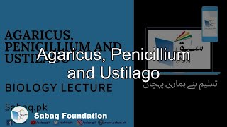 Agaricus Penicillium and Ustilago Biology Lecture  Sabaqpk [upl. by Assilanna]