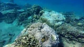 Snorkeling à Bali  Lipah Beach [upl. by Llewol578]