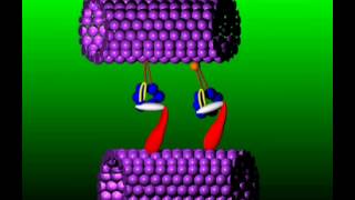 Dynein motor protein axoneme animation [upl. by Anikas822]