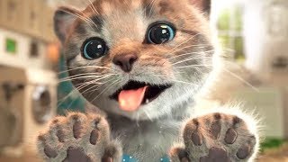 Lindo Gatito Aventuras  Educación de animación dibujos animados  Capítulo 2 [upl. by Dnaltruoc]