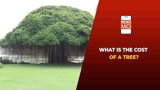 Do You Know How Much A Tree Cost In India  NewsMo [upl. by Ettener399]