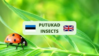 Putukad eesti ja inglise keeles Insects in Estonian and English [upl. by Maxey513]