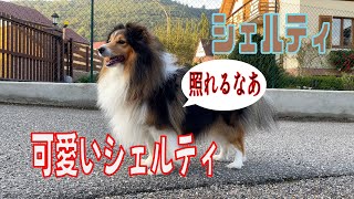 【シェルティ】可愛いシェルティ【フランス田舎暮らし🇫🇷】 [upl. by Eiclek]