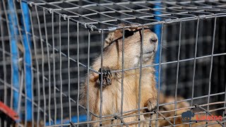 Relocating some of Elmer Thomas Parks Prairie Dogs [upl. by Nnaeinahpets]