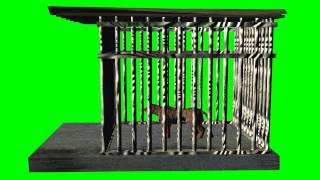 animated tiger in the cage  quotfree Chroma Key Effectsquot [upl. by Pellet]