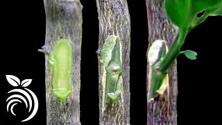 Grafting Citrus Trees  Bud Grafting Successfully [upl. by Krebs553]