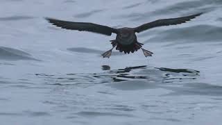 Pelagic birding in Andalusia 27th July 2024 [upl. by Alyks412]